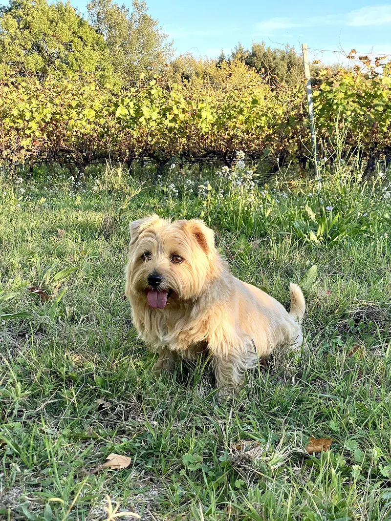 Norfolk Terrier, photo 4