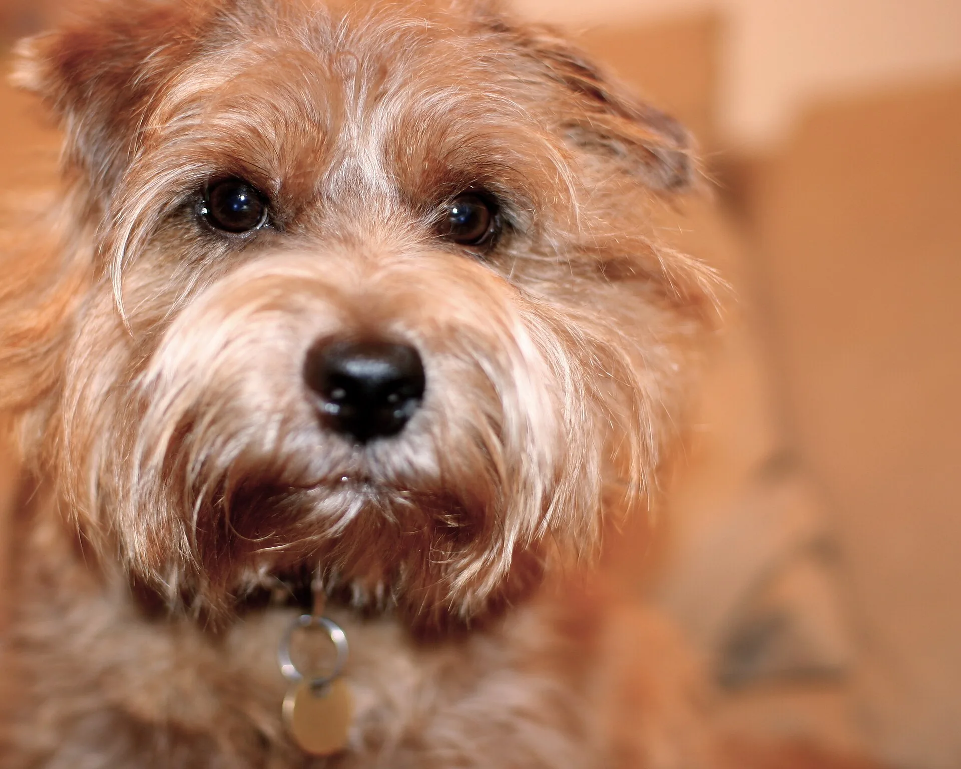 A Norfolk Terrier