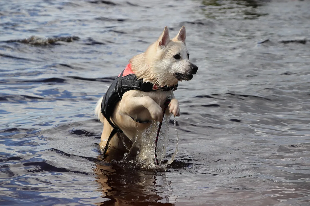 A Norwegian Buhund