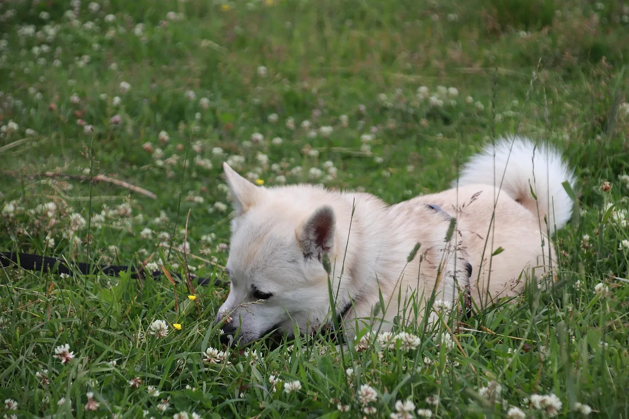 A Norwegian Buhund