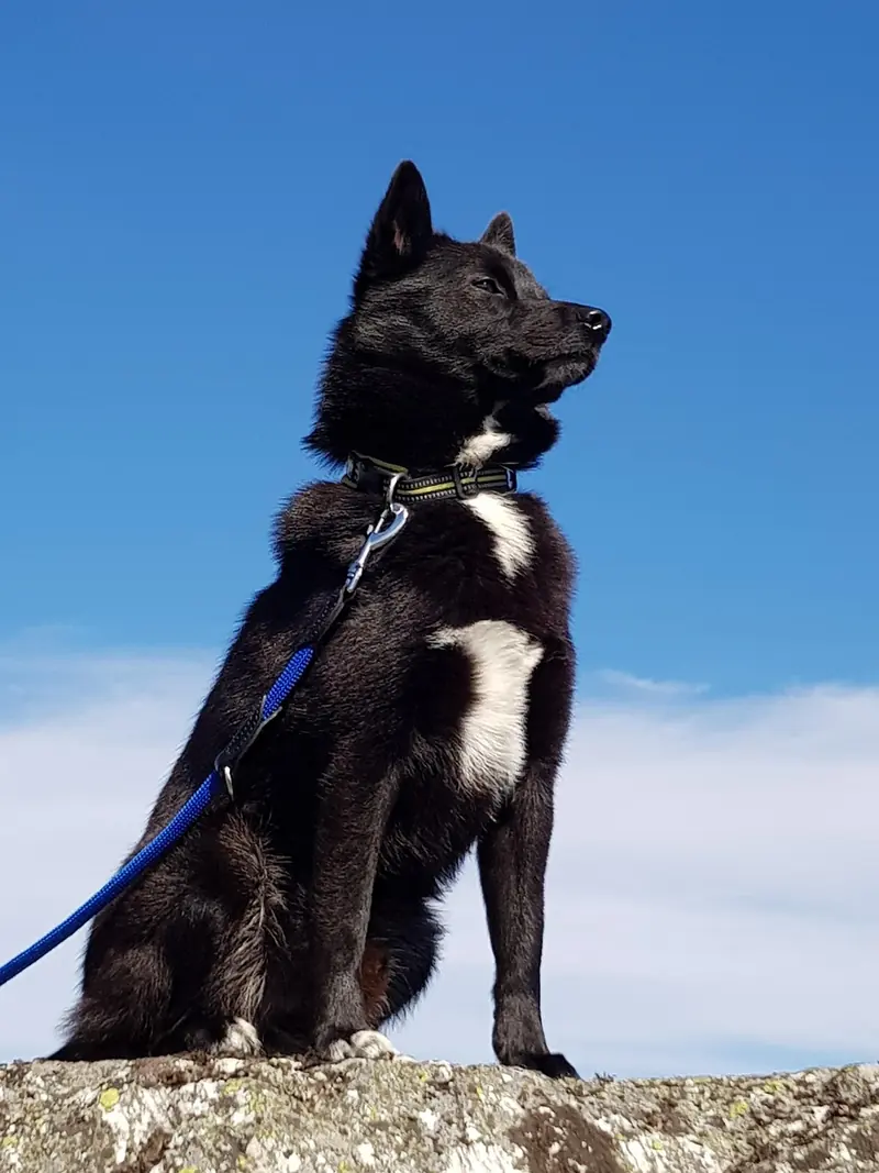 Norwegian Buhund, photo 5