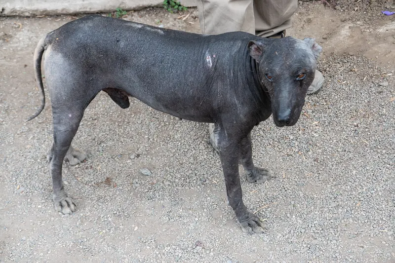 Peruvian Hairless Dog, photo 4