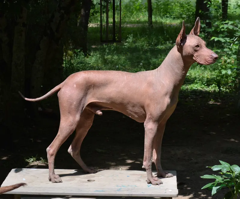 A Peruvian Hairless Dog