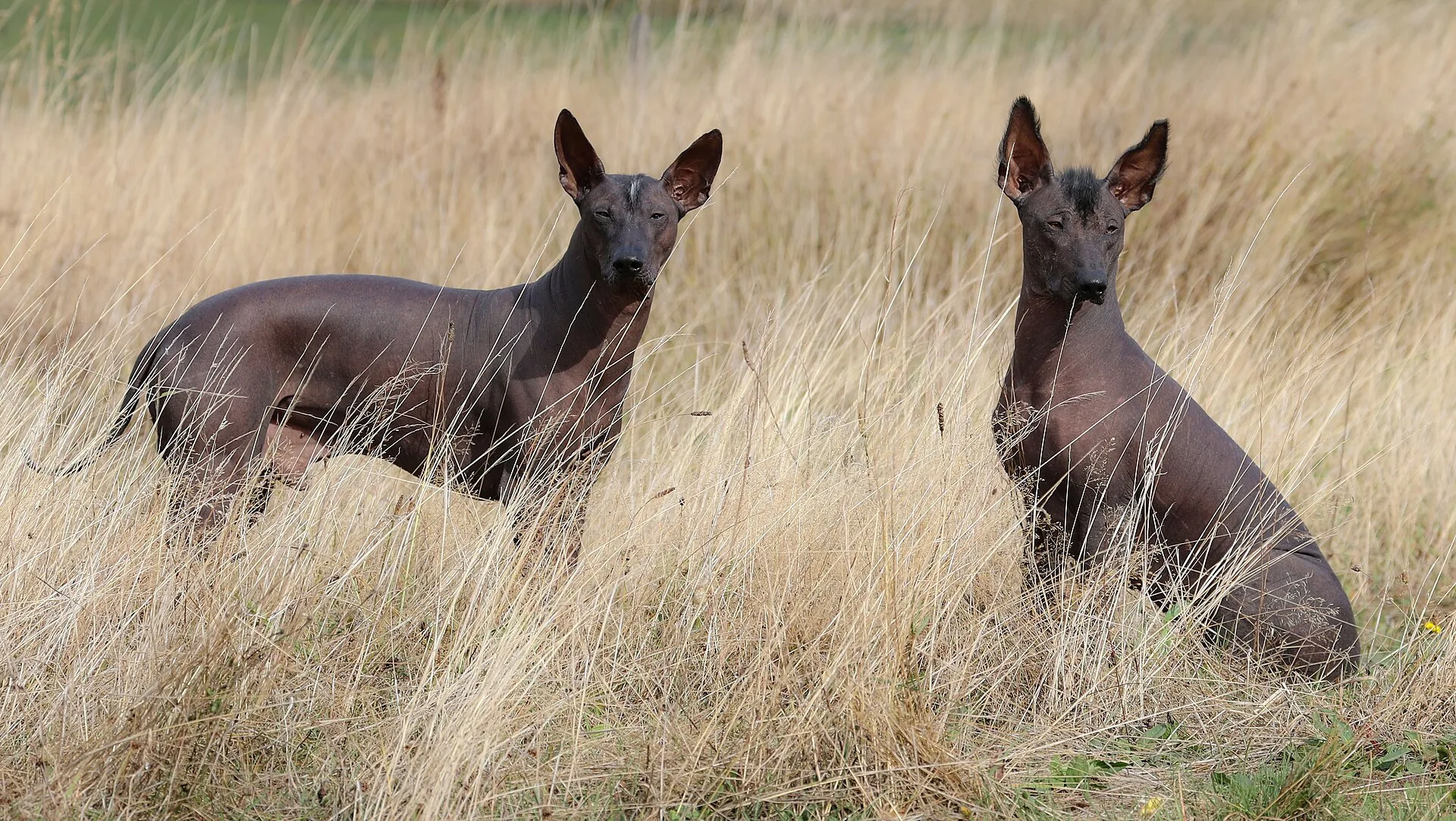 A Peruvian Hairless Dog