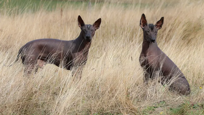 Peruvian Hairless Dog, photo 2
