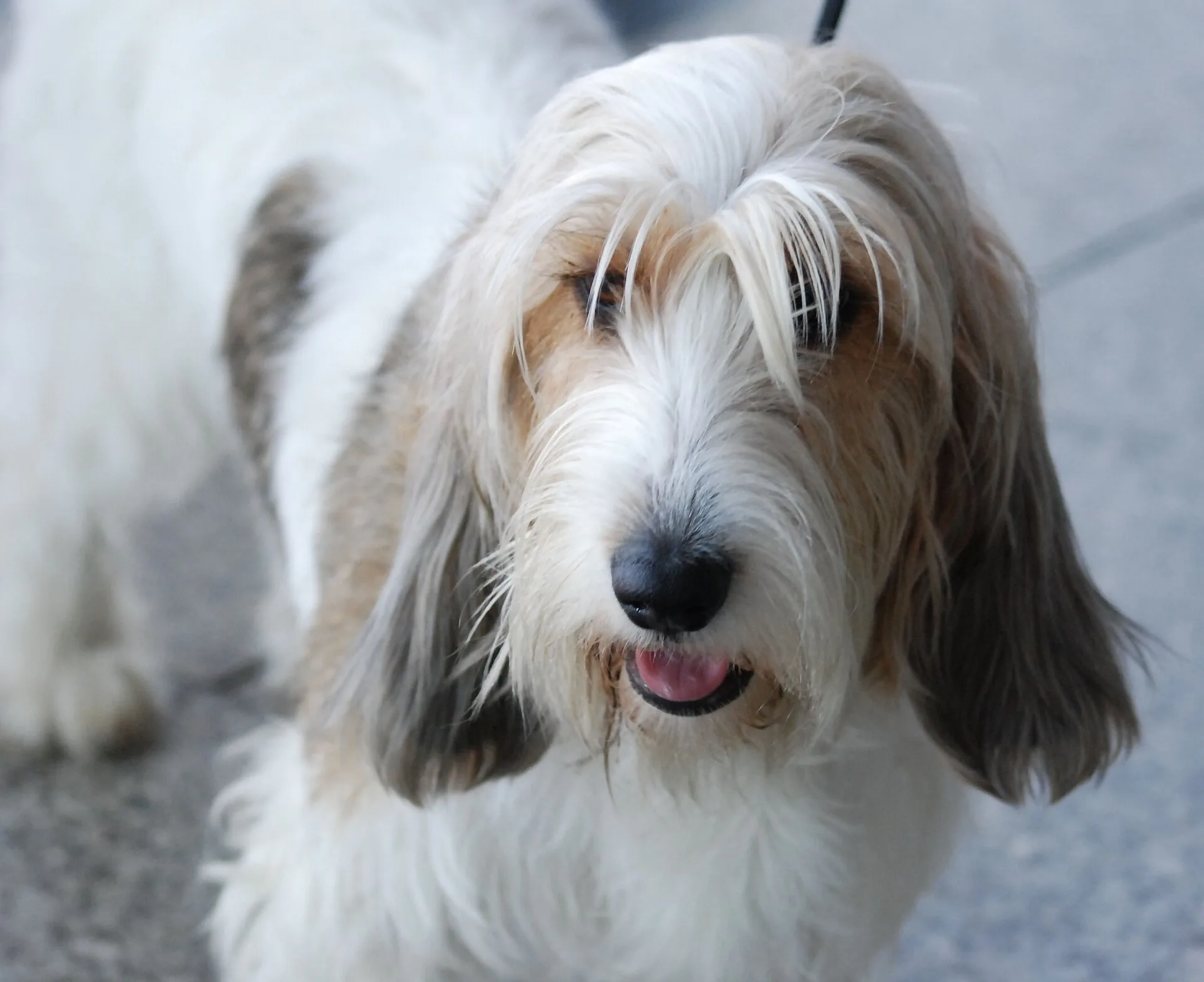 A Petit Basset Griffon Vendéen