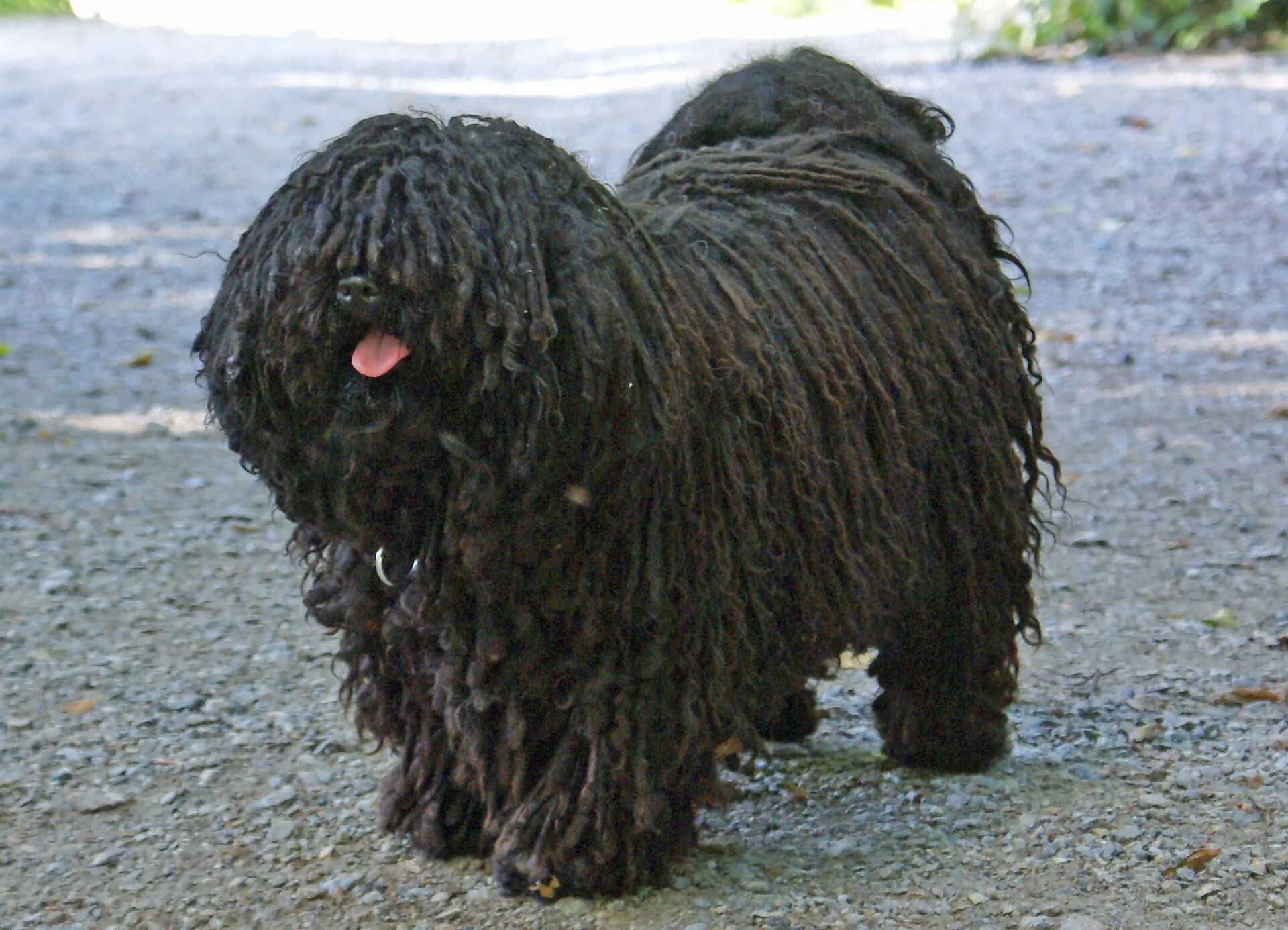 A Puli
