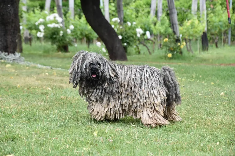 Puli, photo 4