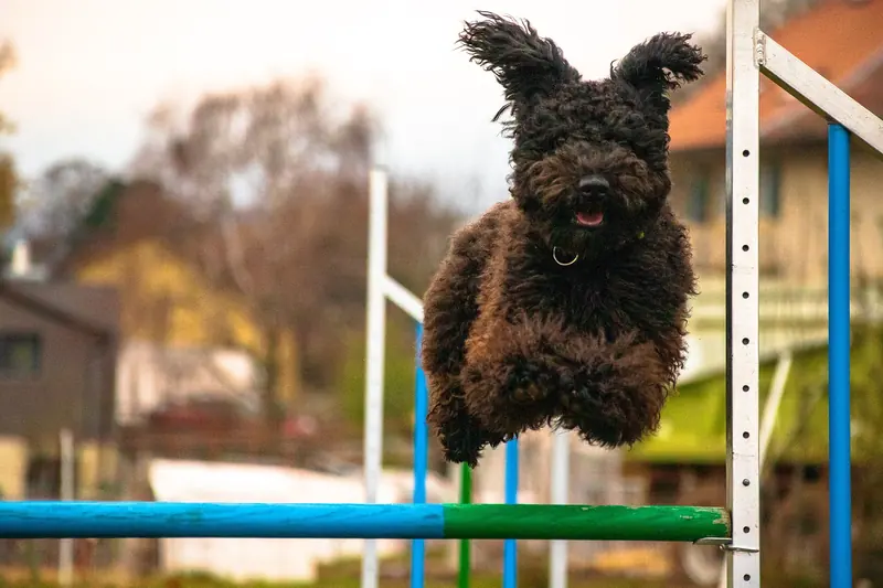 Pumi, photo 3