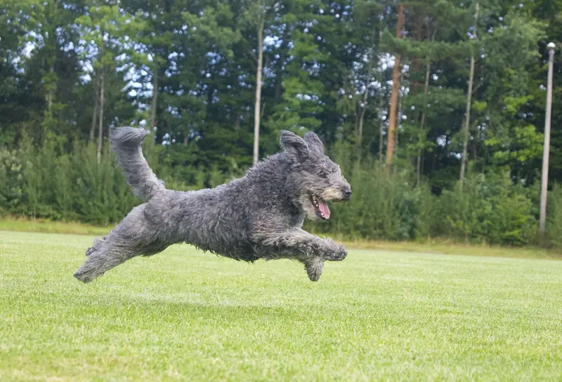 Pumi, photo 2