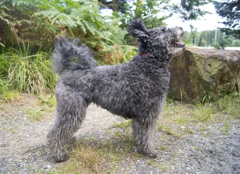 A Pumi