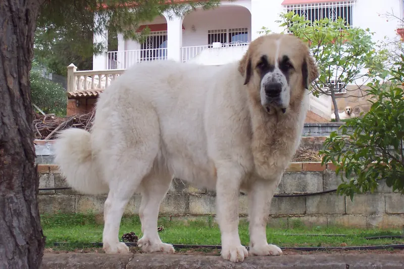 Pyrenean Mastiff, photo 3