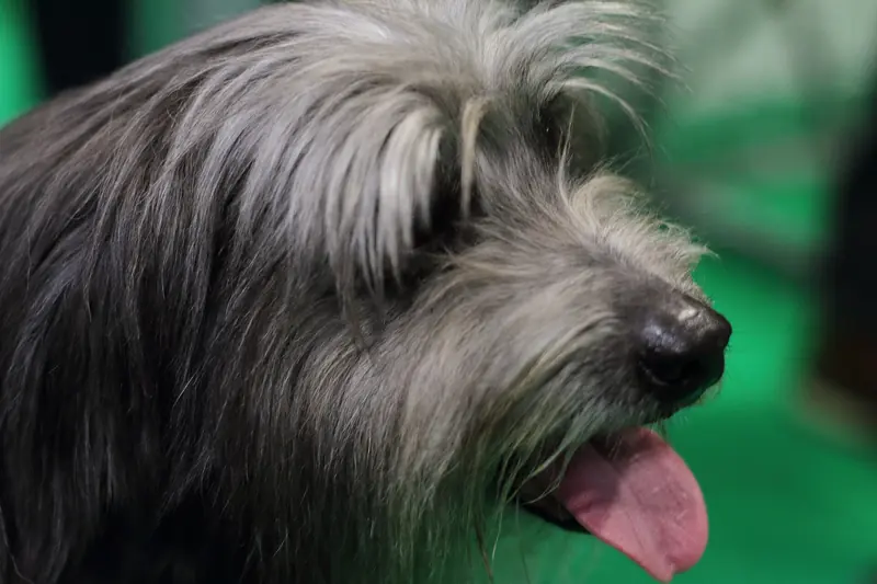 Pyrenean Shepherd, photo 2