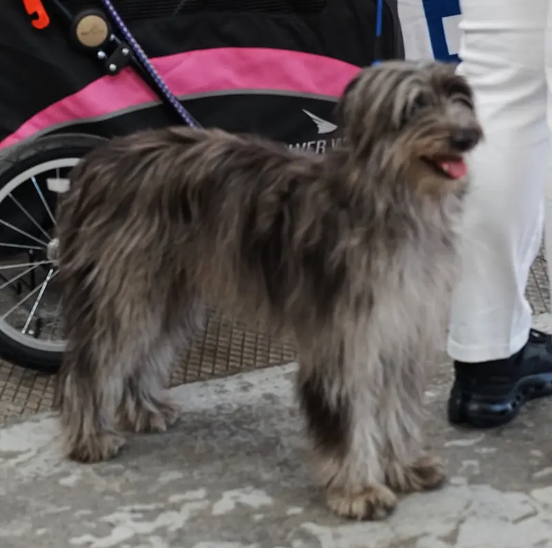 Pyrenean Shepherd, photo 3