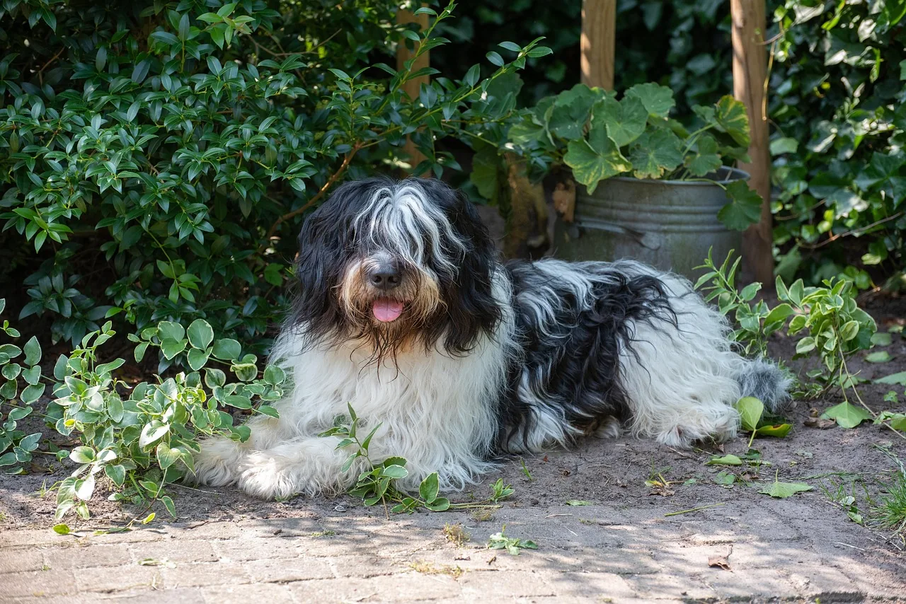 A Schapendoes
