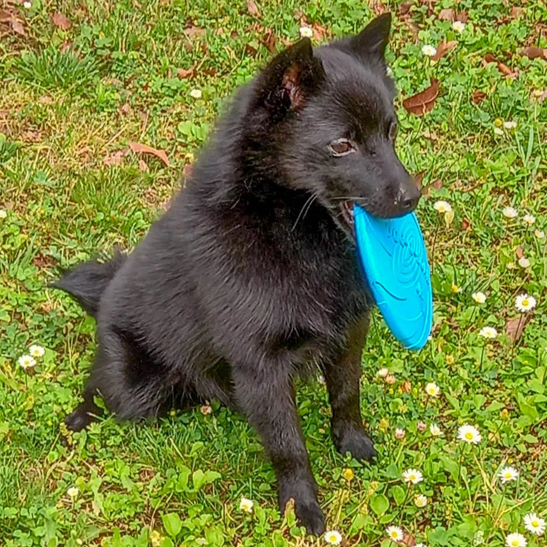 A Schipperke