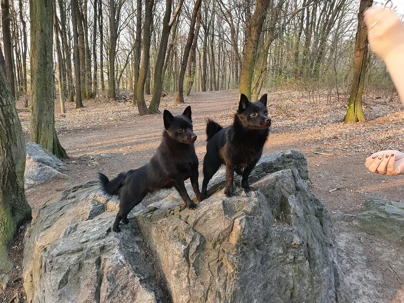 Schipperke, photo 2