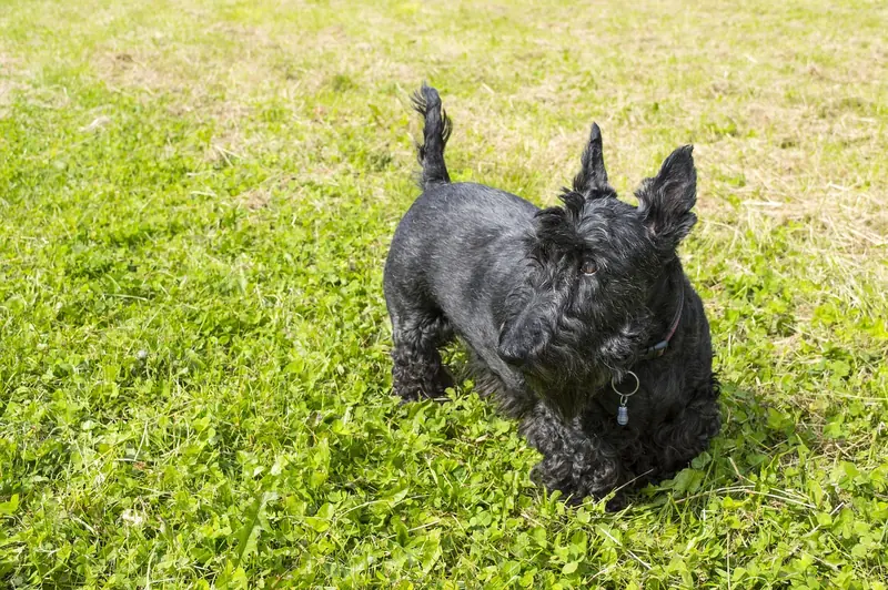 Scottish Terrier, photo 2
