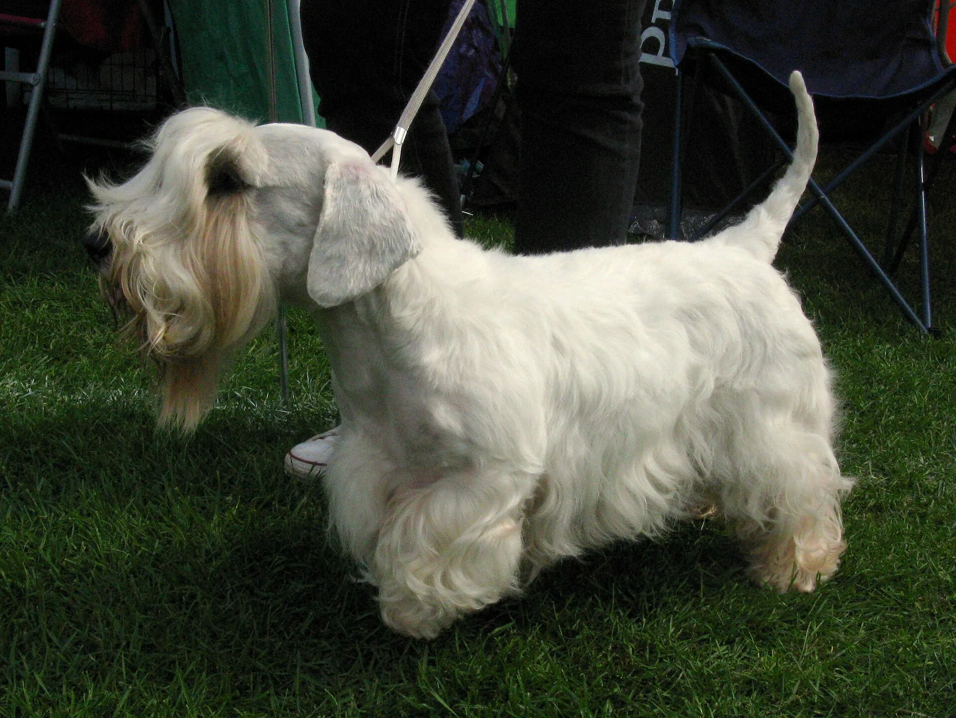 A Sealyham Terrier