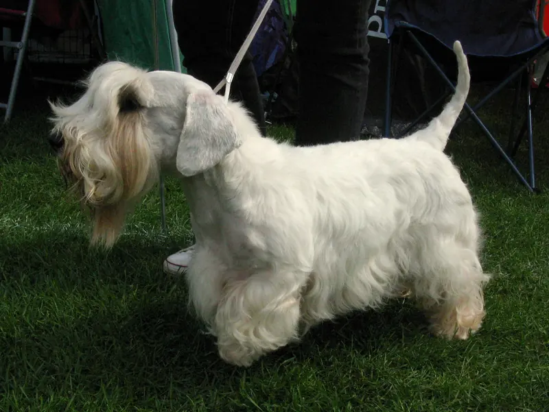 Sealyham Terrier, photo 2