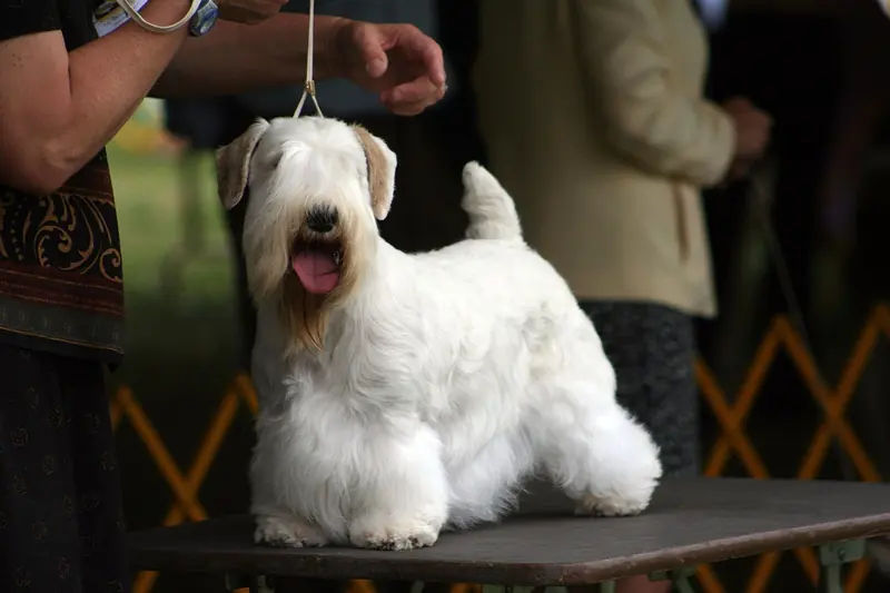Sealyham Terrier, photo 5