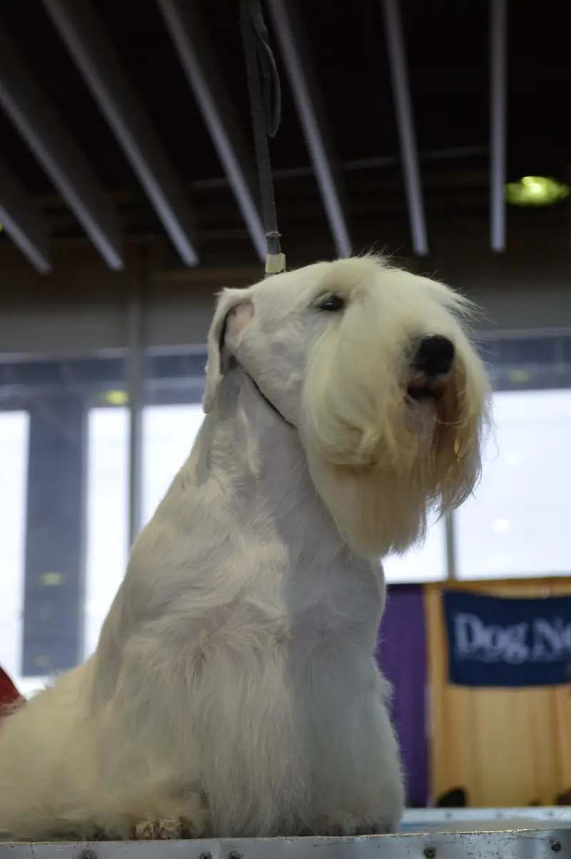 Sealyham Terrier, photo 4