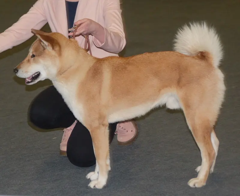 Shikoku, photo 2