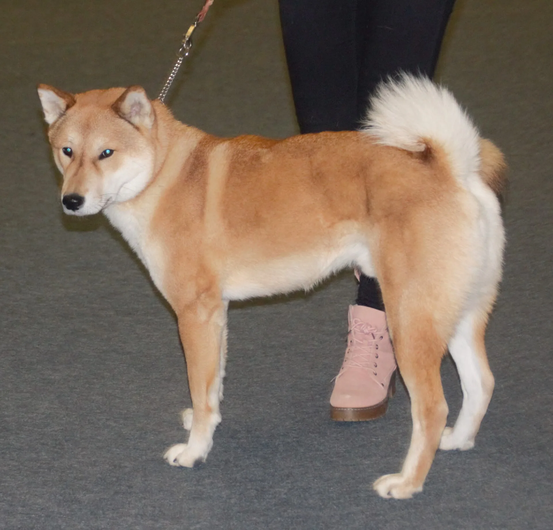 A Shikoku
