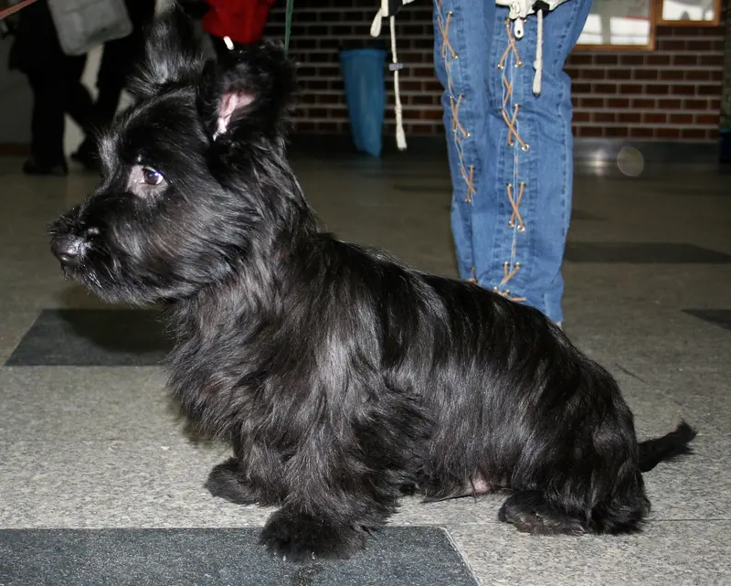 Skye Terrier, photo 2