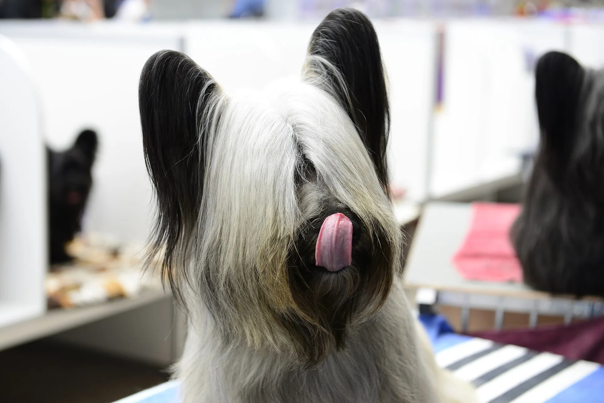 A Skye Terrier