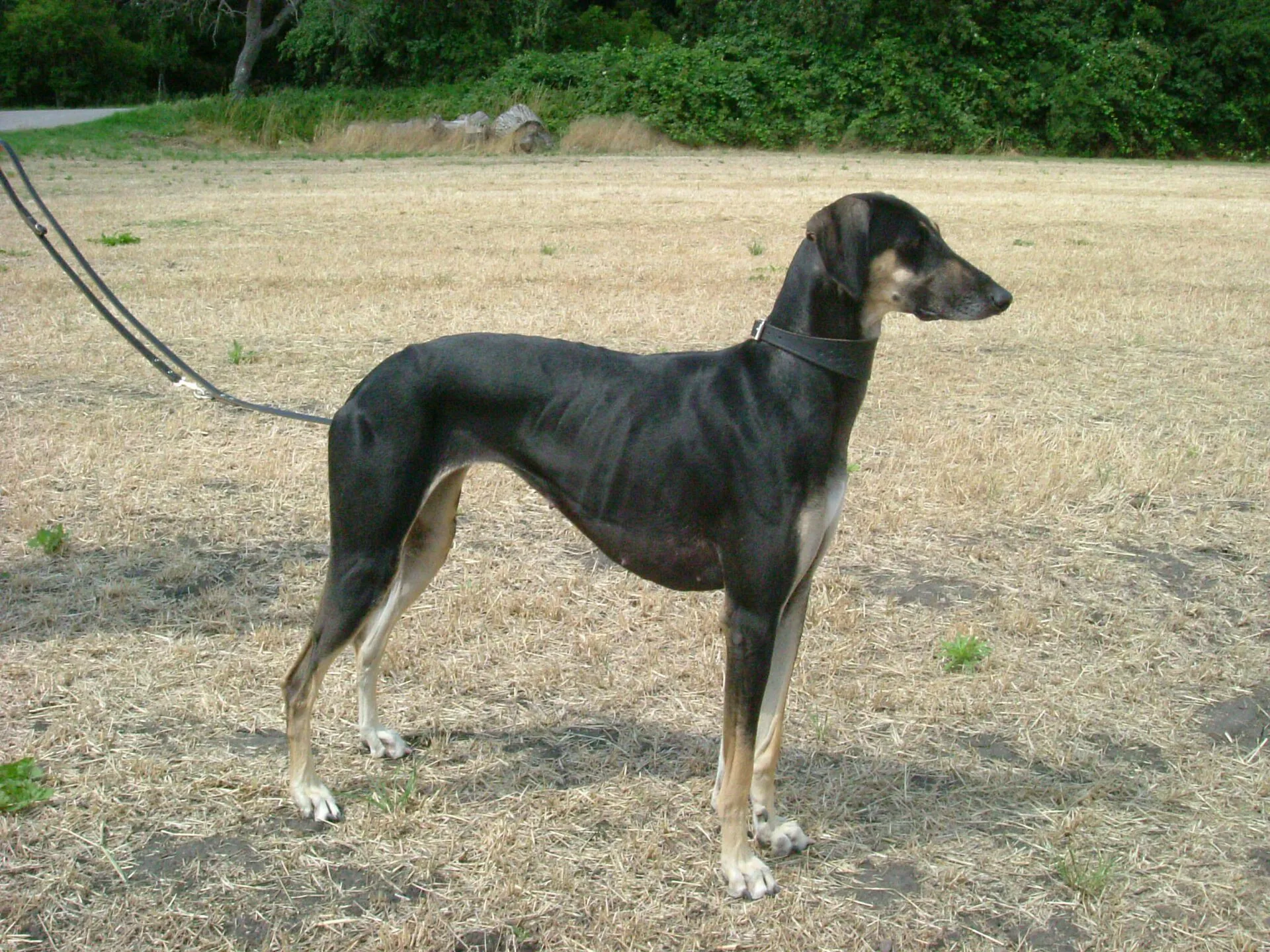 A Sloughi