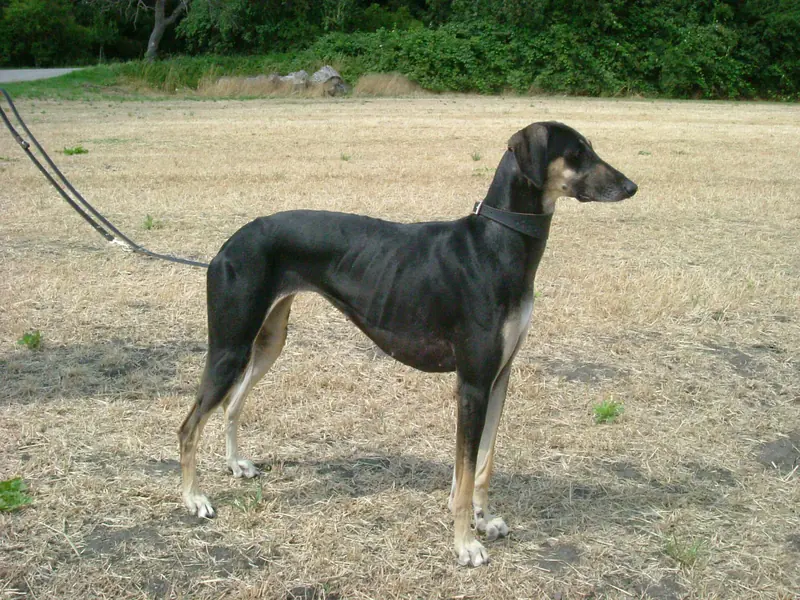 Sloughi, photo 3