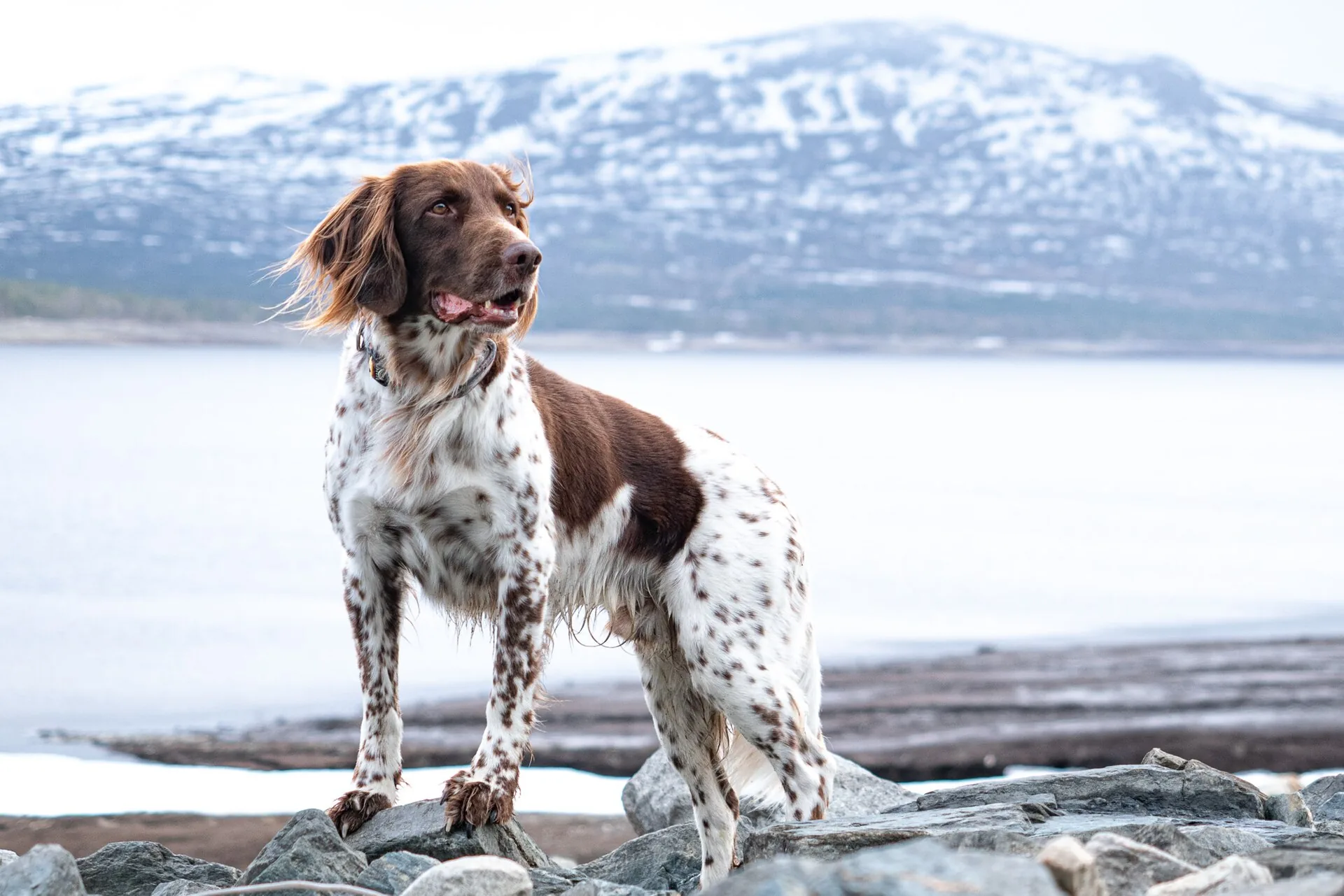 A Small Münsterländer