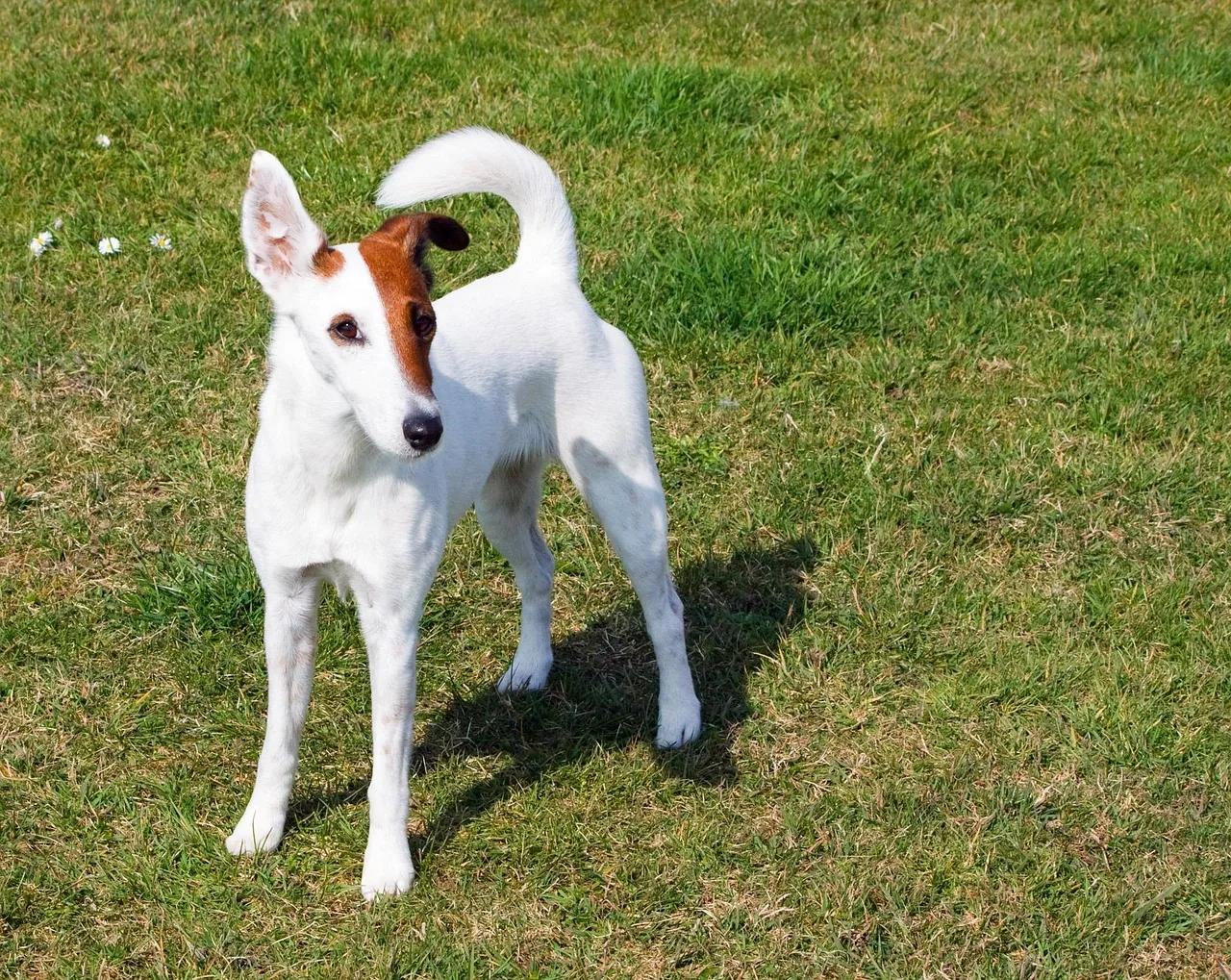 A Smooth Fox Terrier