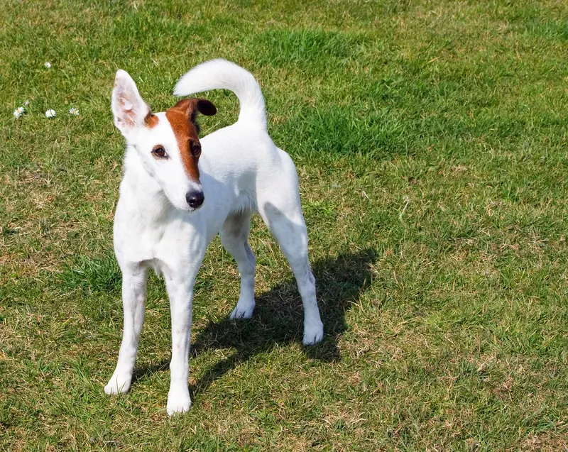 A Smooth Fox Terrier