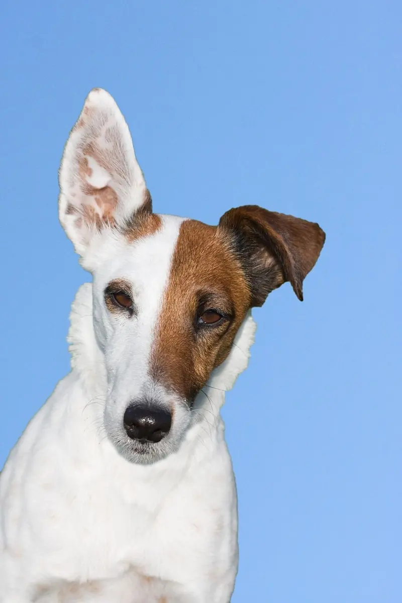 Smooth Fox Terrier, photo 4