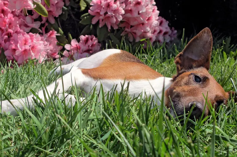 Smooth Fox Terrier, photo 2