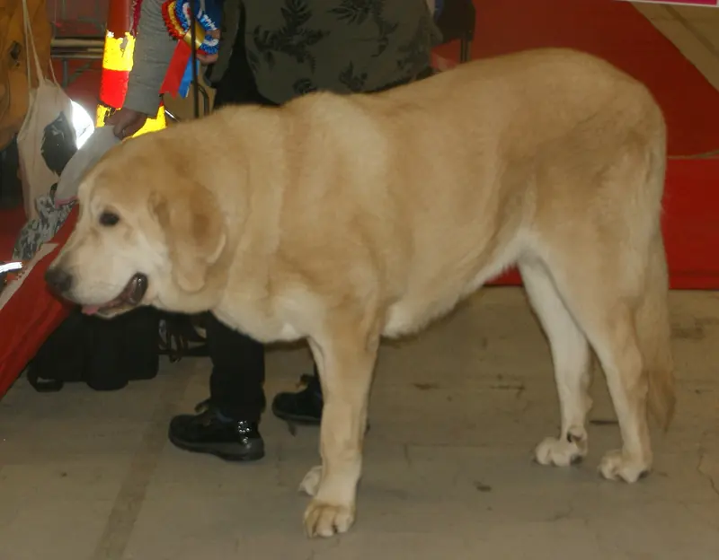 Spanish Mastiff, photo 3
