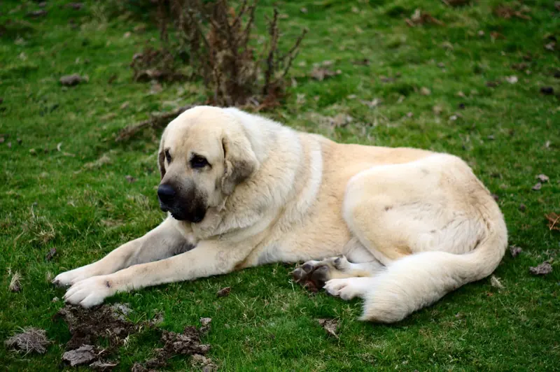 Spanish Mastiff, photo 2