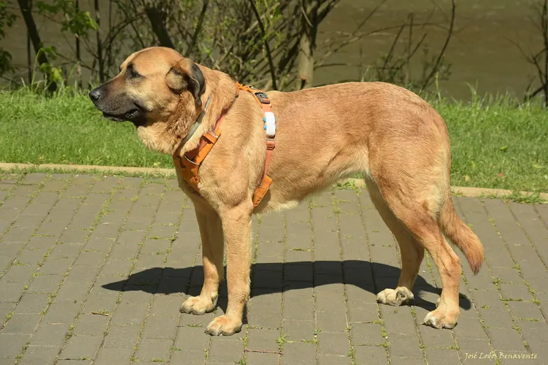 A Spanish Mastiff
