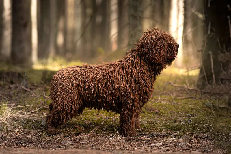 Spanish Water Dog, photo 4