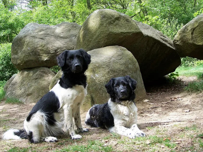 A Stabyhoun