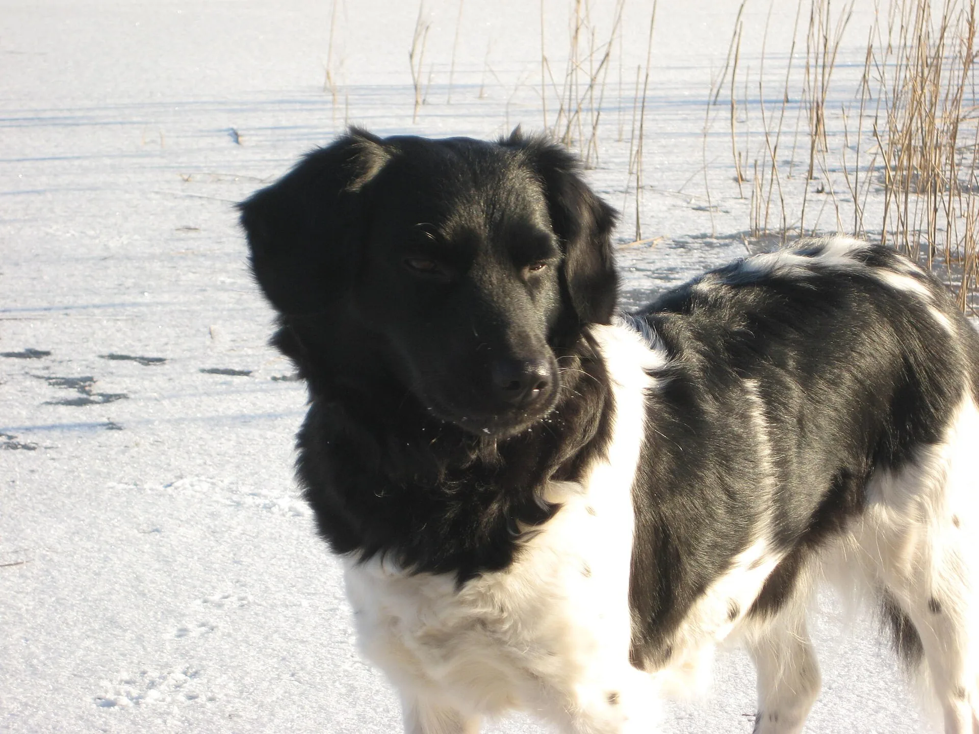 A Stabyhoun