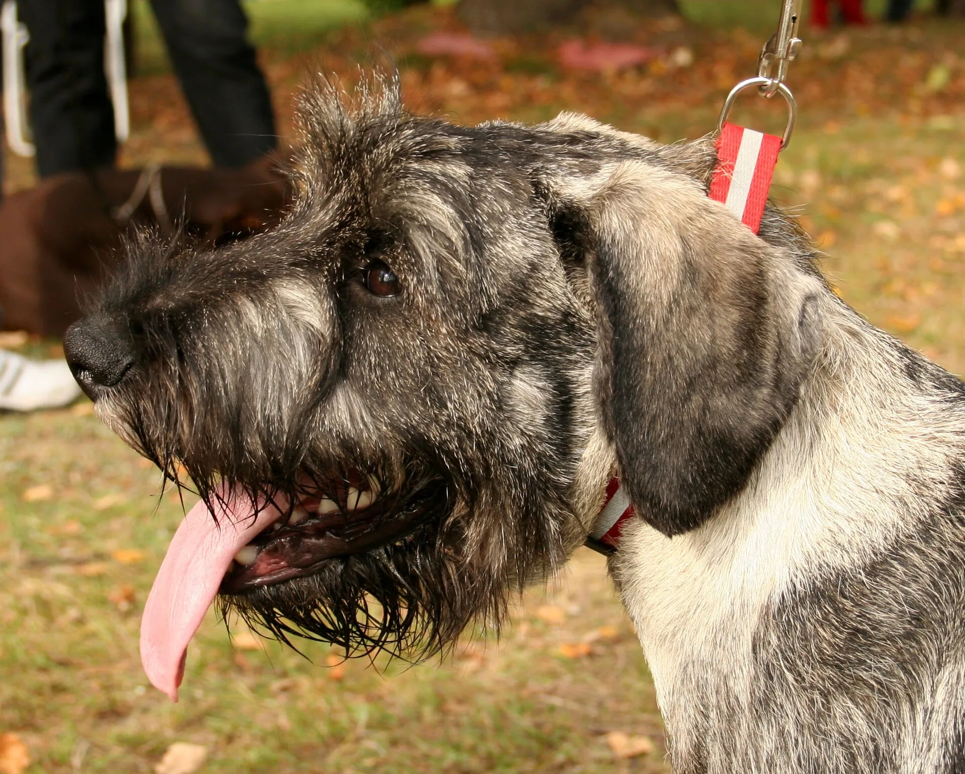 A Standard Schnauzer