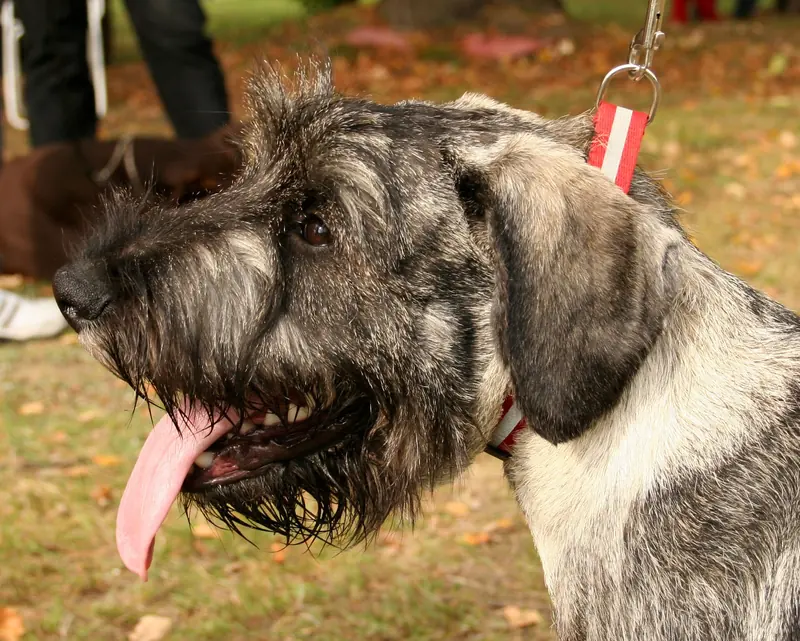 Standard Schnauzer, photo 3