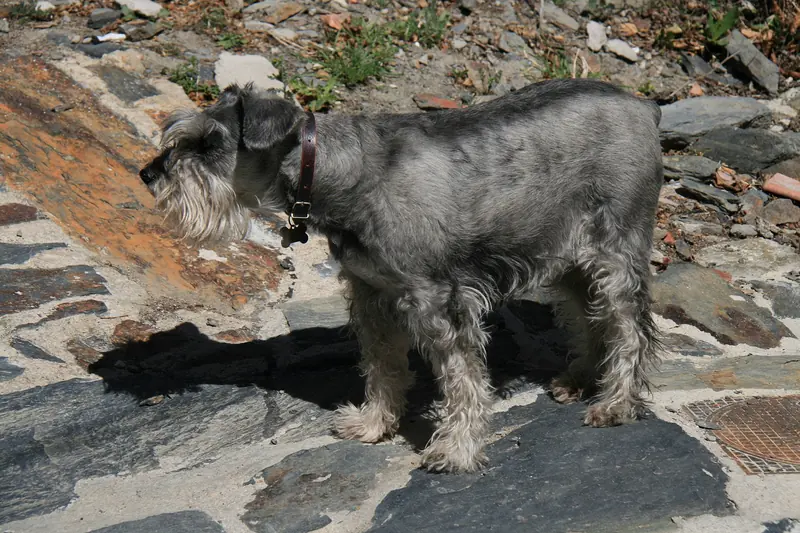 Standard Schnauzer, photo 2