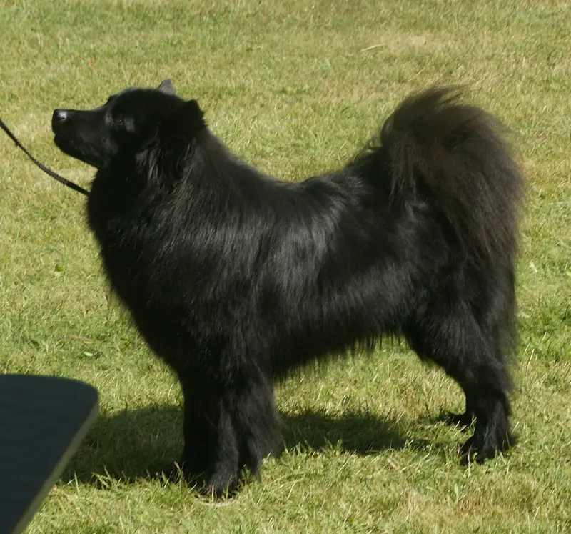 Swedish Lapphund, photo 2