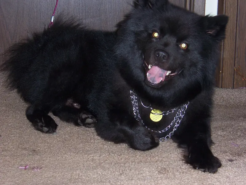 A Swedish Lapphund