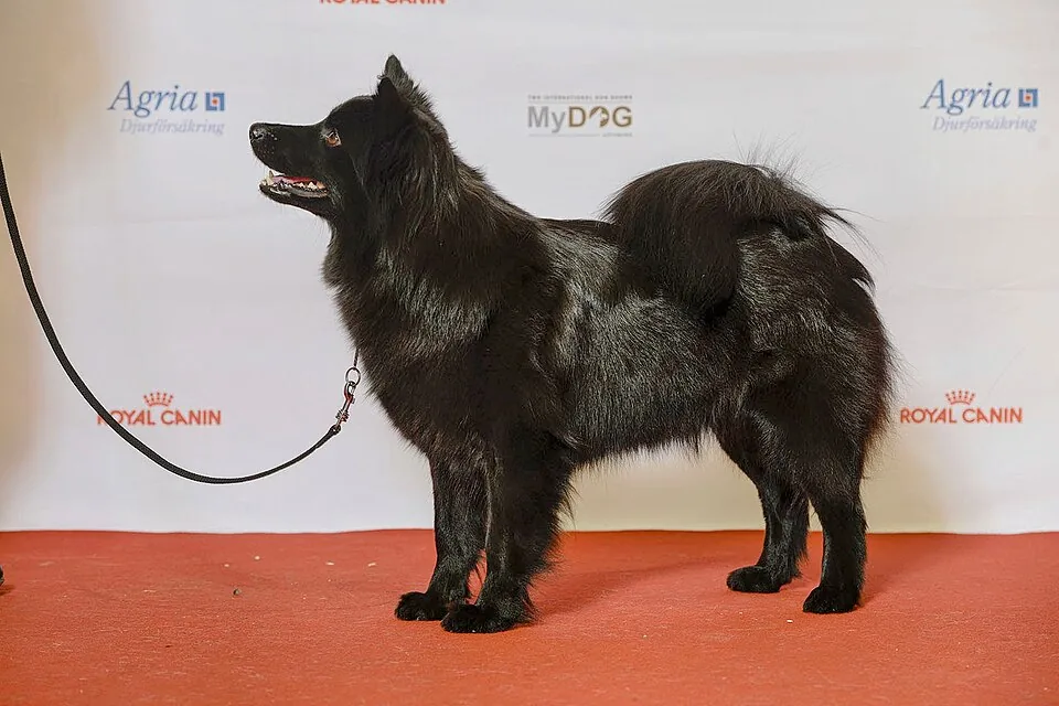A Swedish Lapphund