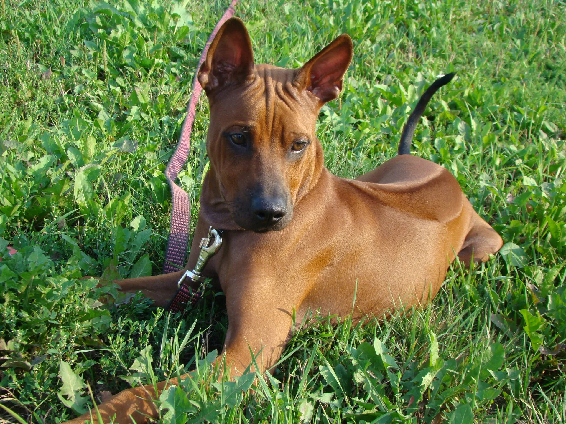 A Thai Ridgeback